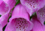 Foxglove closeup of flowers